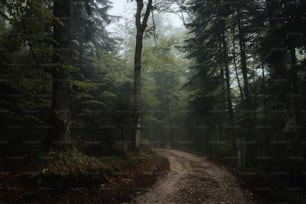 a dirt road in the middle of a forest