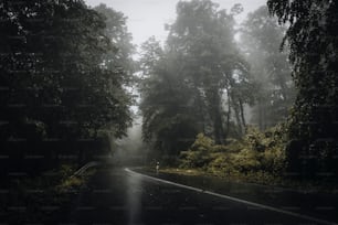 Une route brumeuse au milieu d’une forêt