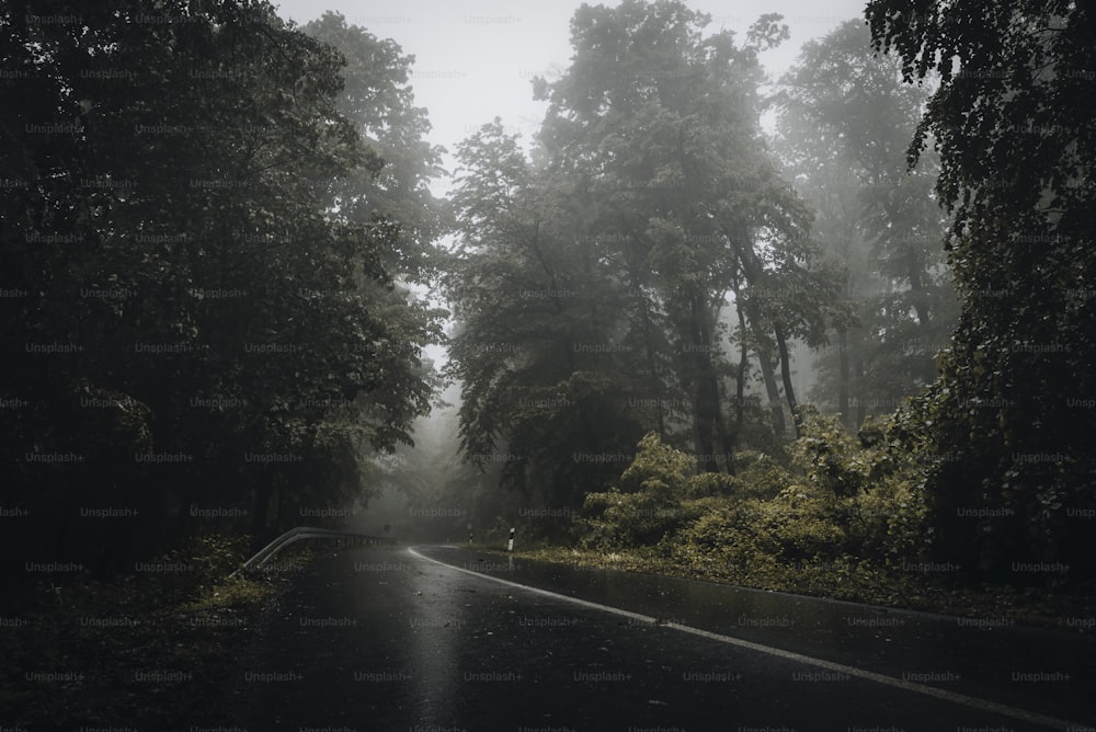 uma estrada nebulosa no meio de uma floresta