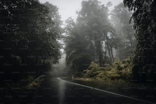 a foggy road in the middle of a forest