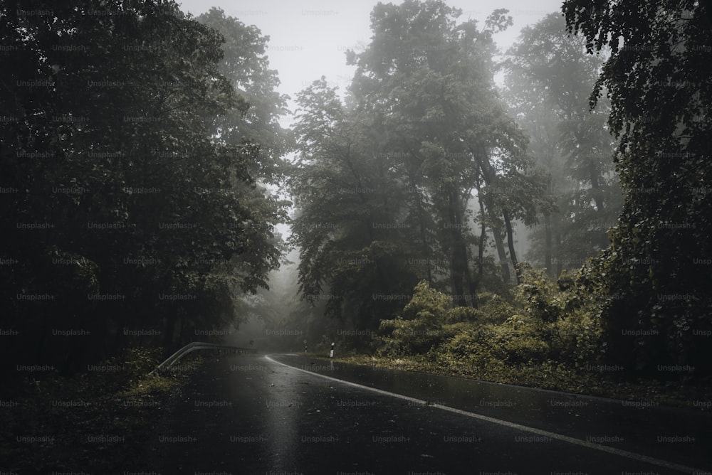 a foggy road in the middle of a forest