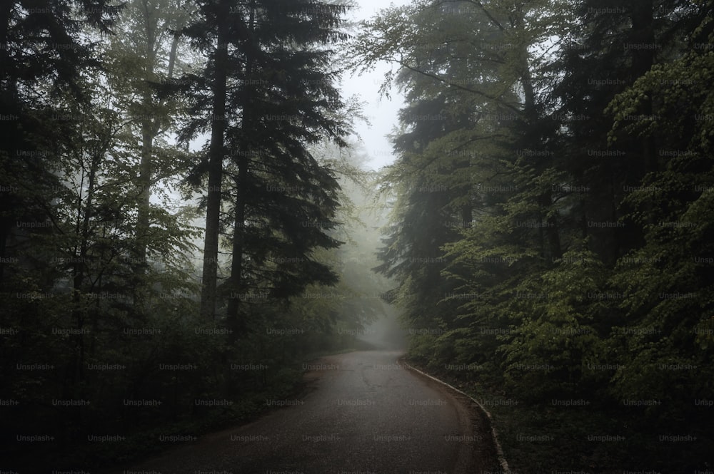 uma estrada no meio de uma floresta em um dia de nevoeiro