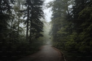 霧の日の森の真ん中の道
