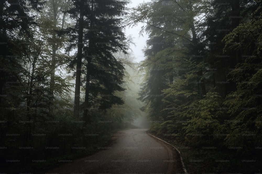 a road in the middle of a forest on a foggy day