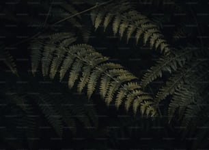 um close up de uma folha de samambaia no escuro