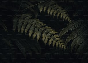 a close up of a fern leaf in the dark