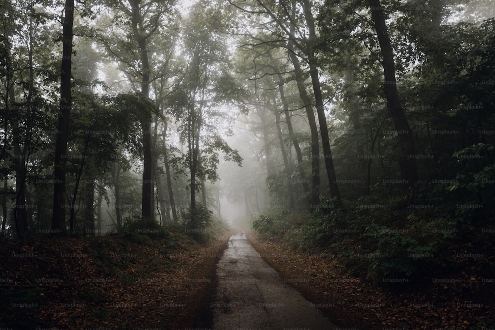 Un camino en medio de un bosque bajo la lluvia