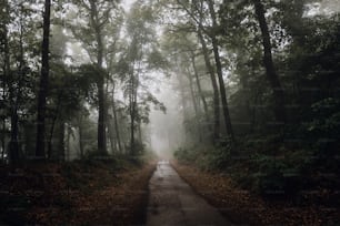 a road in the middle of a forest in the rain