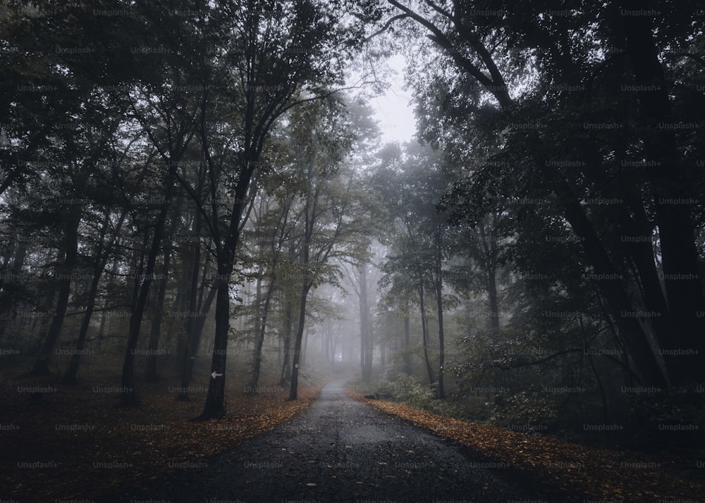 una strada in mezzo a una foresta in una giornata nebbiosa