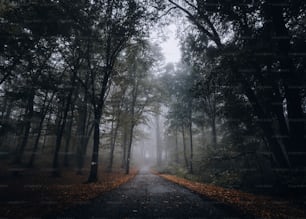 a road in the middle of a forest on a foggy day