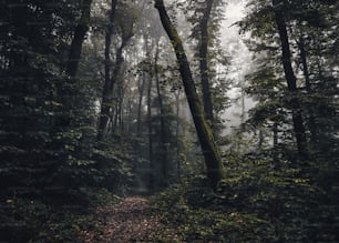 a path in the middle of a forest on a foggy day