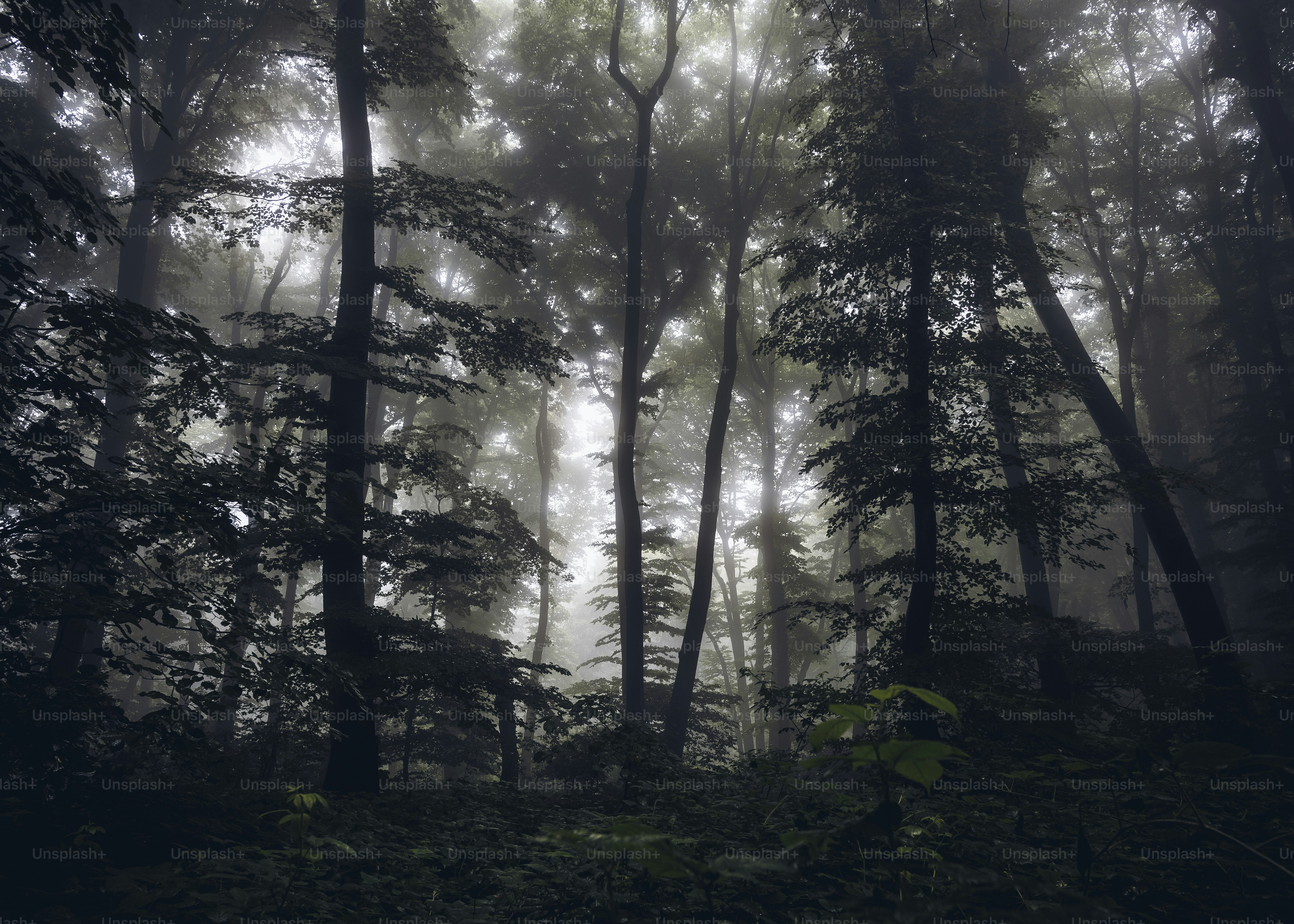 50,000+ Grey Forest Pictures | Download Free Images on Unsplash