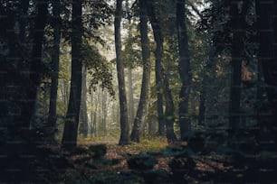 Ein Wald mit vielen hohen Bäumen