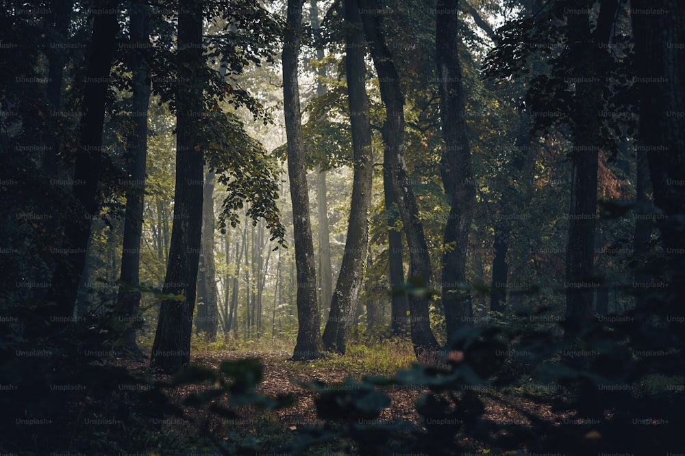 a forest filled with lots of tall trees