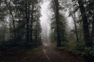 a dirt road in the middle of a forest