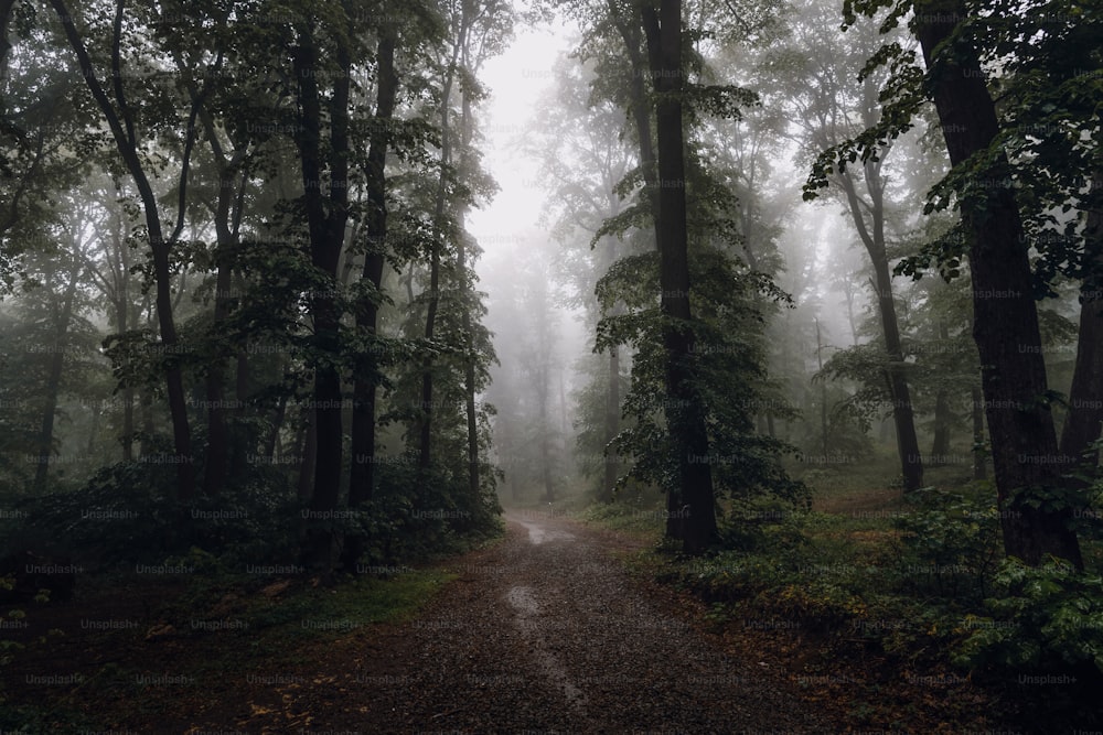 a dirt road in the middle of a forest