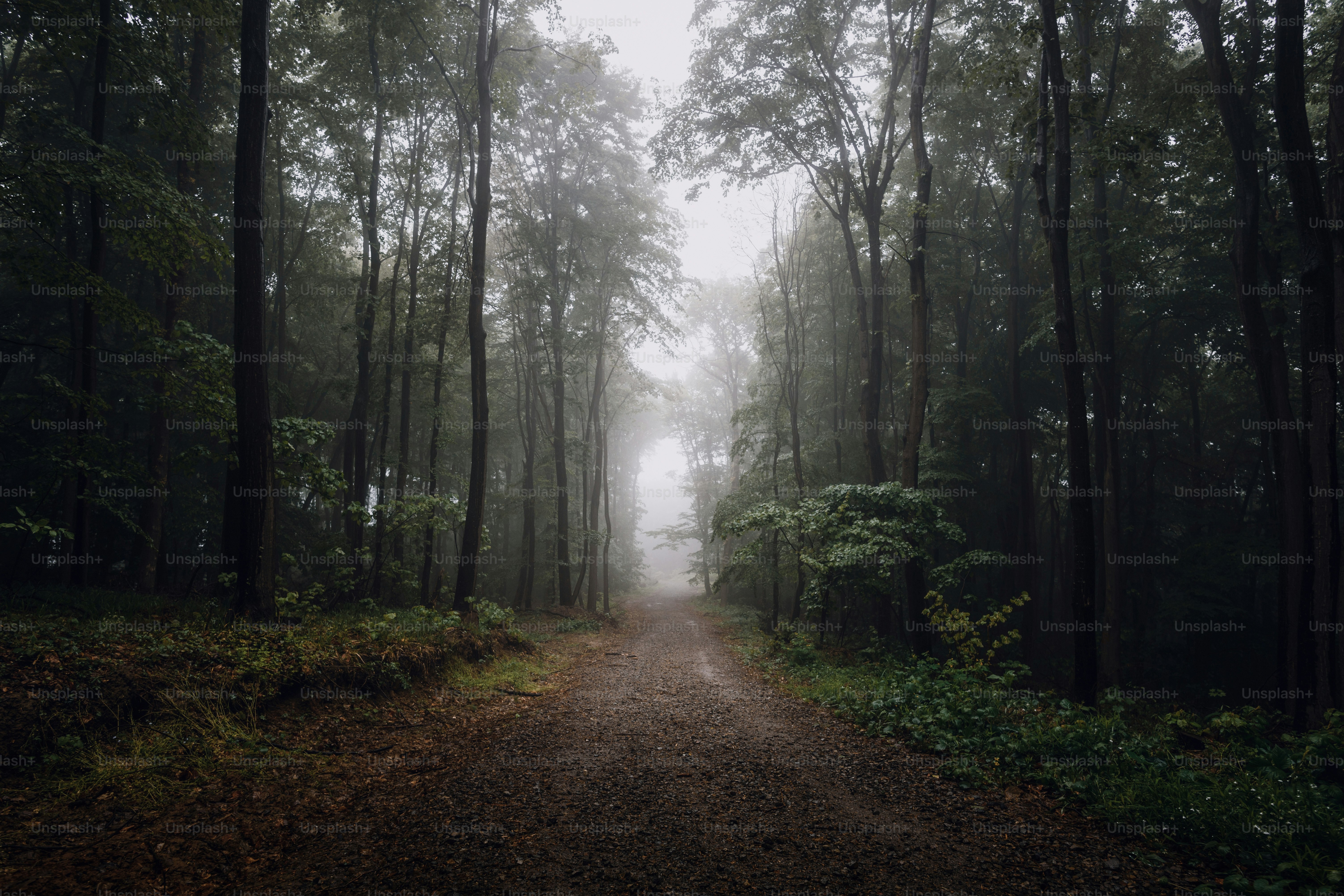 A road in the middle of a forest on a foggy day photo – Moody nature ...