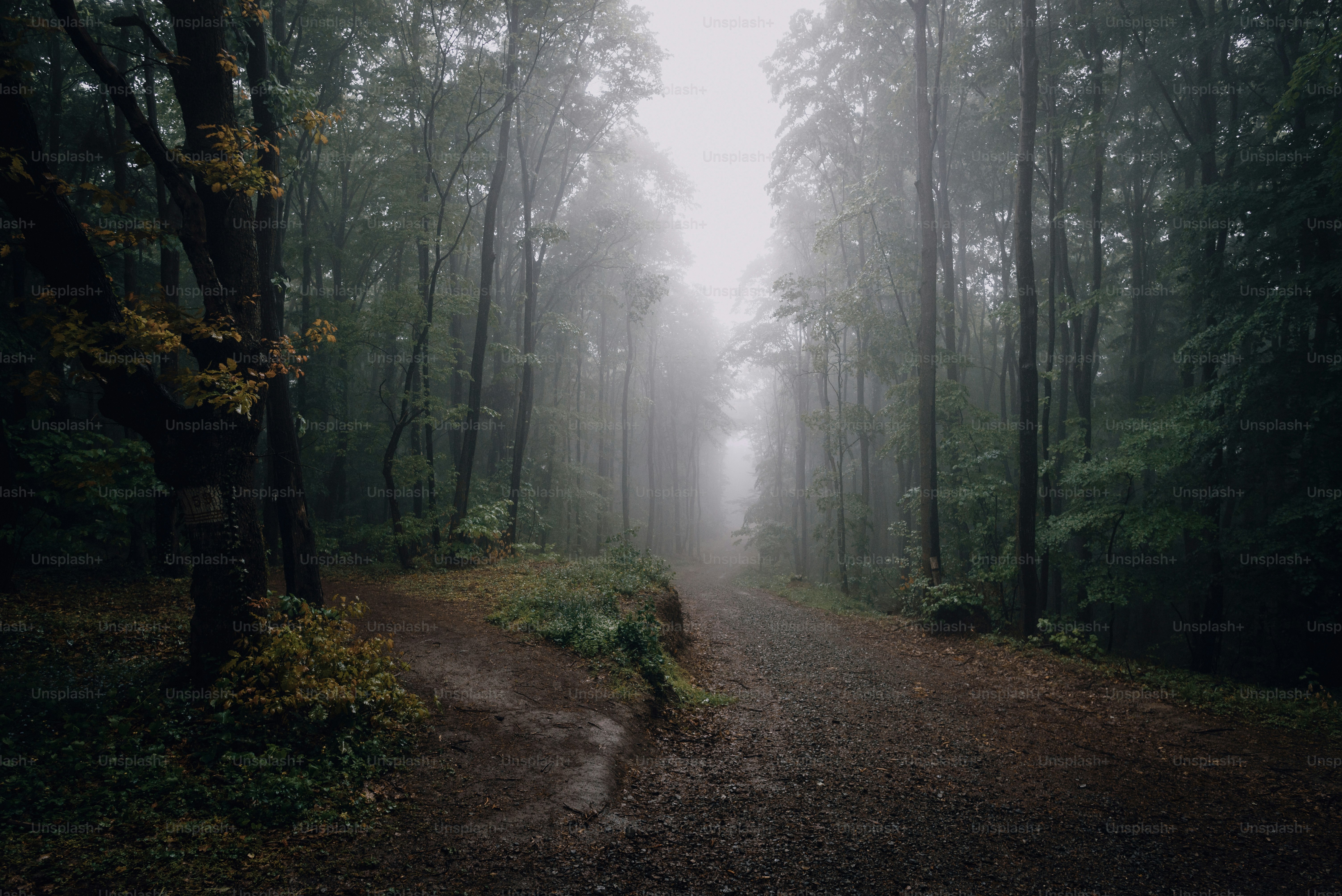 a dirt road in the middle of a forest