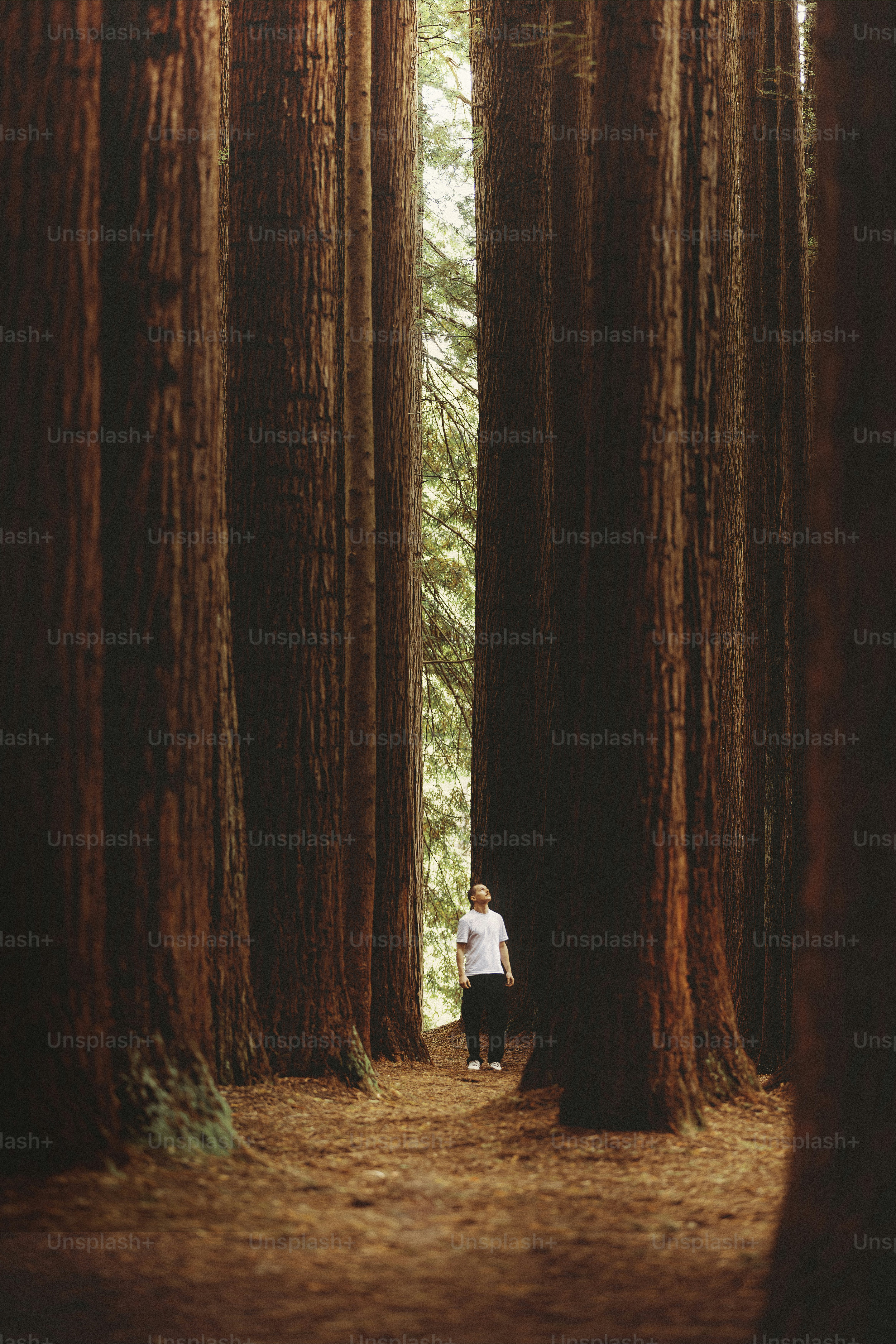 a man standing in the middle of a forest