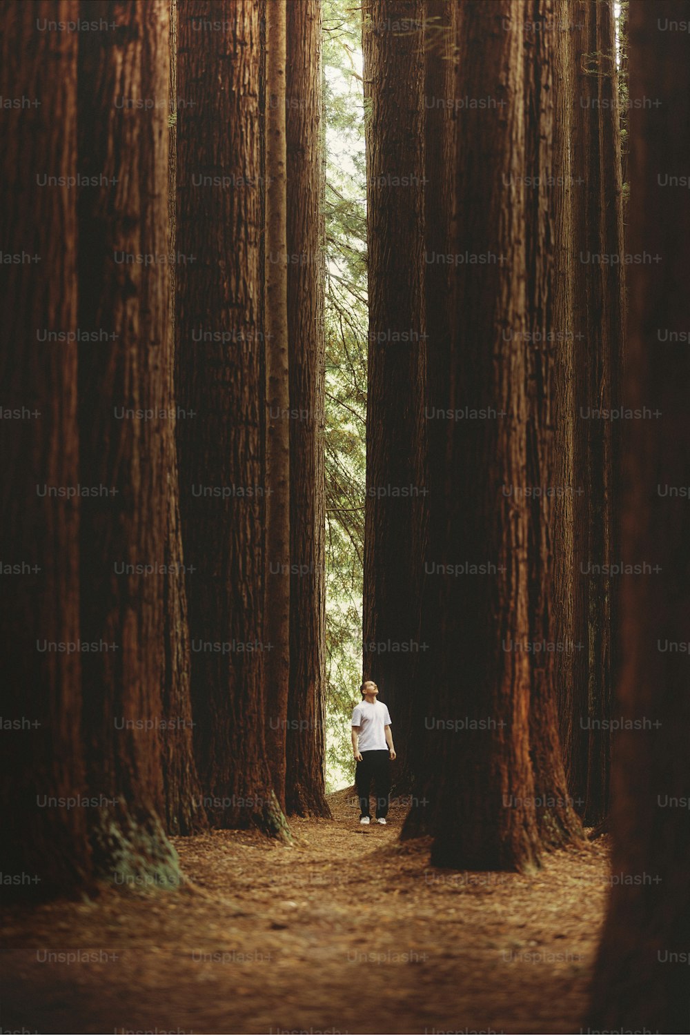 um homem parado no meio de uma floresta