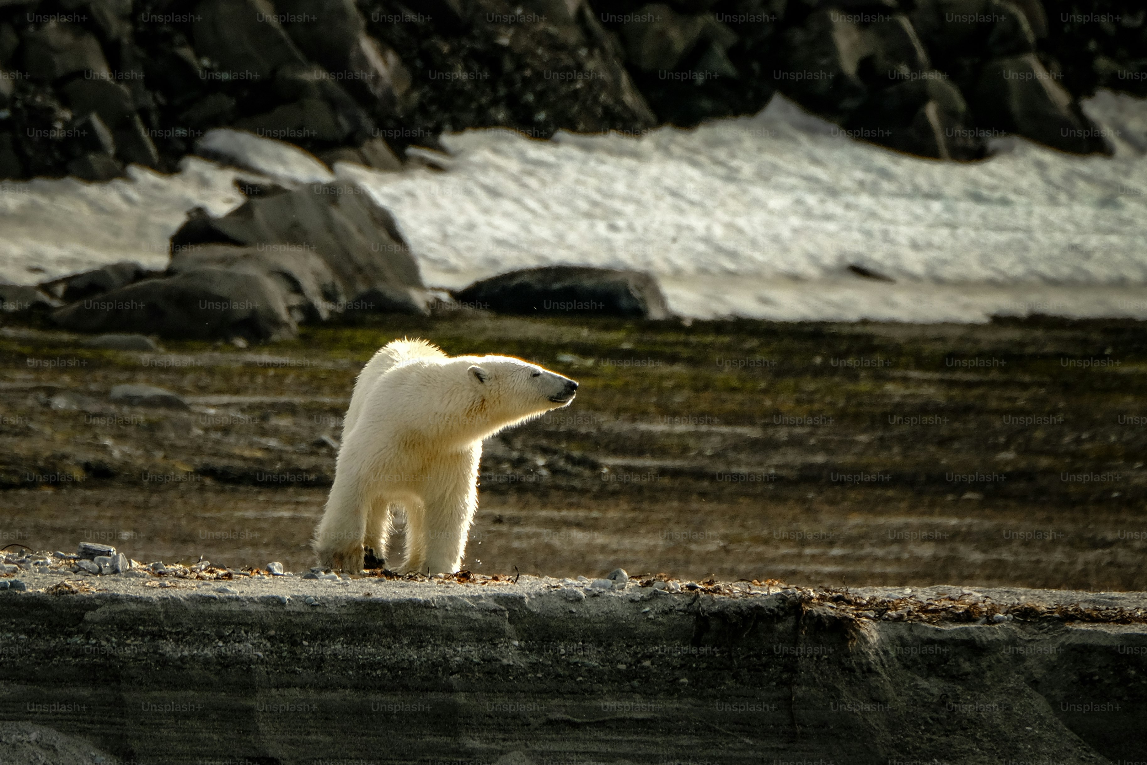 砂浜の上に立つホッキョクグマ