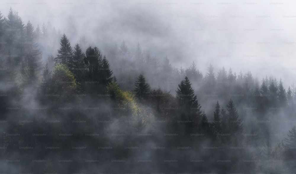 a forest covered in fog and trees on a hill