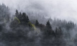 a forest covered in fog and trees on a hill