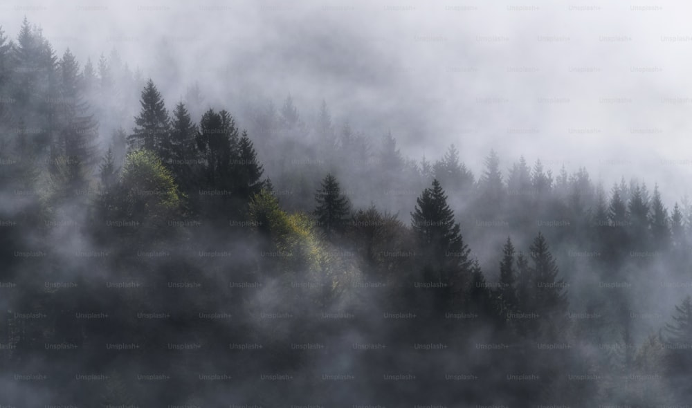 uma floresta coberta de nevoeiro e árvores em uma colina