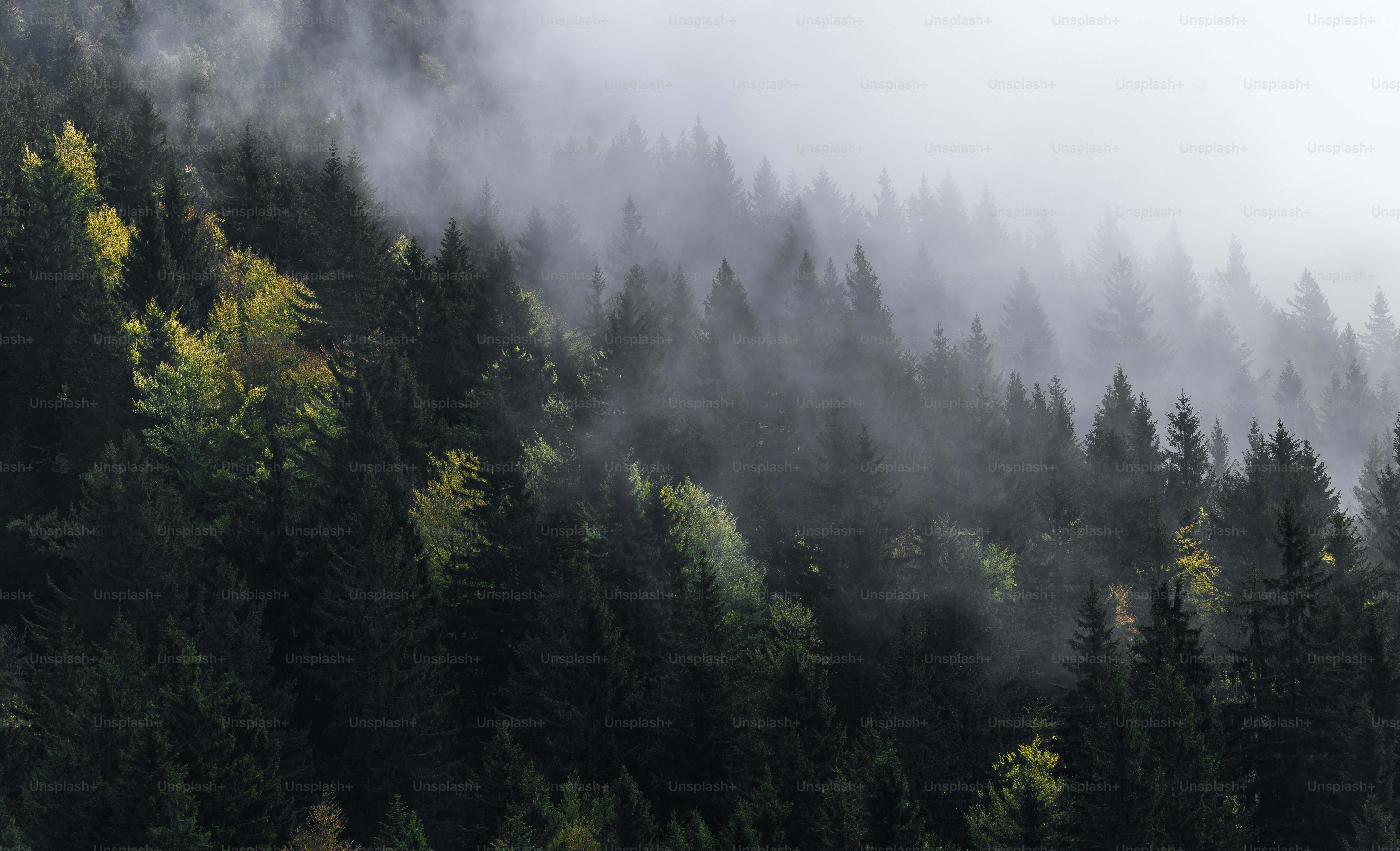 A forest covered in fog and trees on a hill photo – Scenery Image on ...