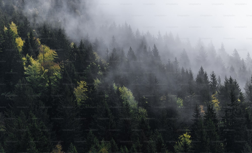 una foresta piena di molti alberi coperti di nebbia
