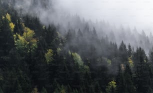 a forest filled with lots of trees covered in fog