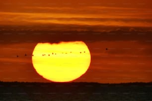 a large sun with birds flying around it