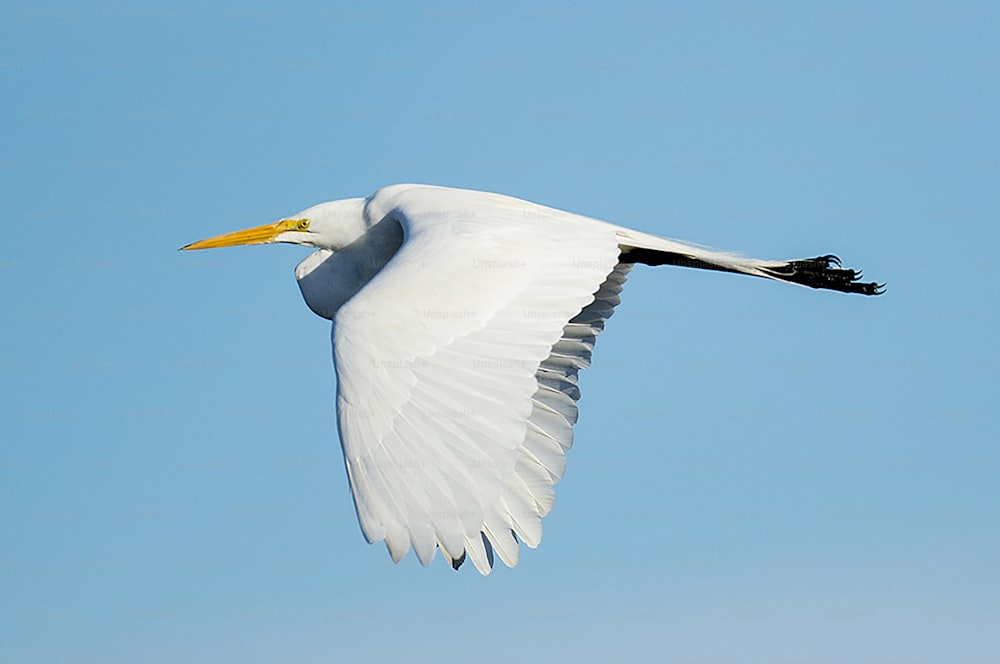 um grande pássaro branco voando através de um céu azul