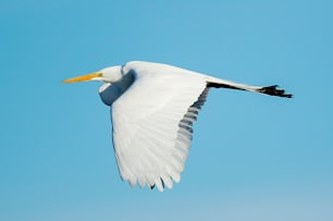 a large white bird flying through a blue sky