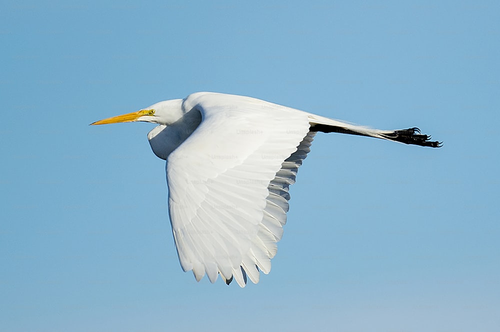 a large white bird flying through a blue sky