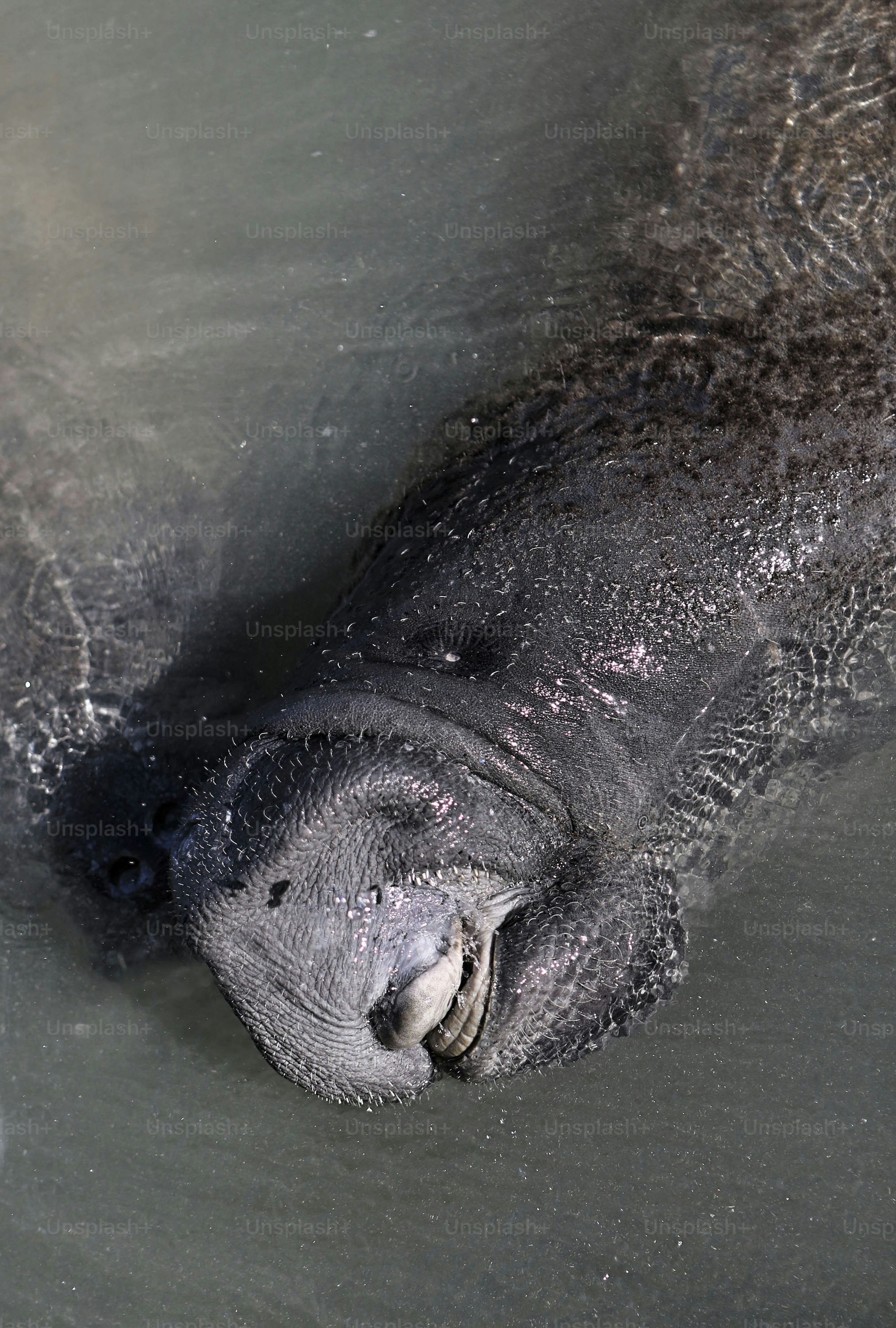 象の赤ちゃんが水の中に横たわっている