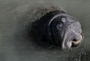 a close up of a baby elephant in the water