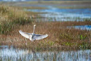 a large white bird flying over a body of water