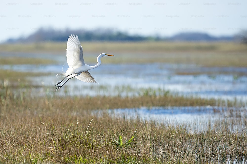 un grande uccello bianco che vola su un campo verde lussureggiante