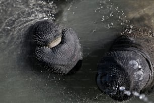 a couple of elephants in a body of water