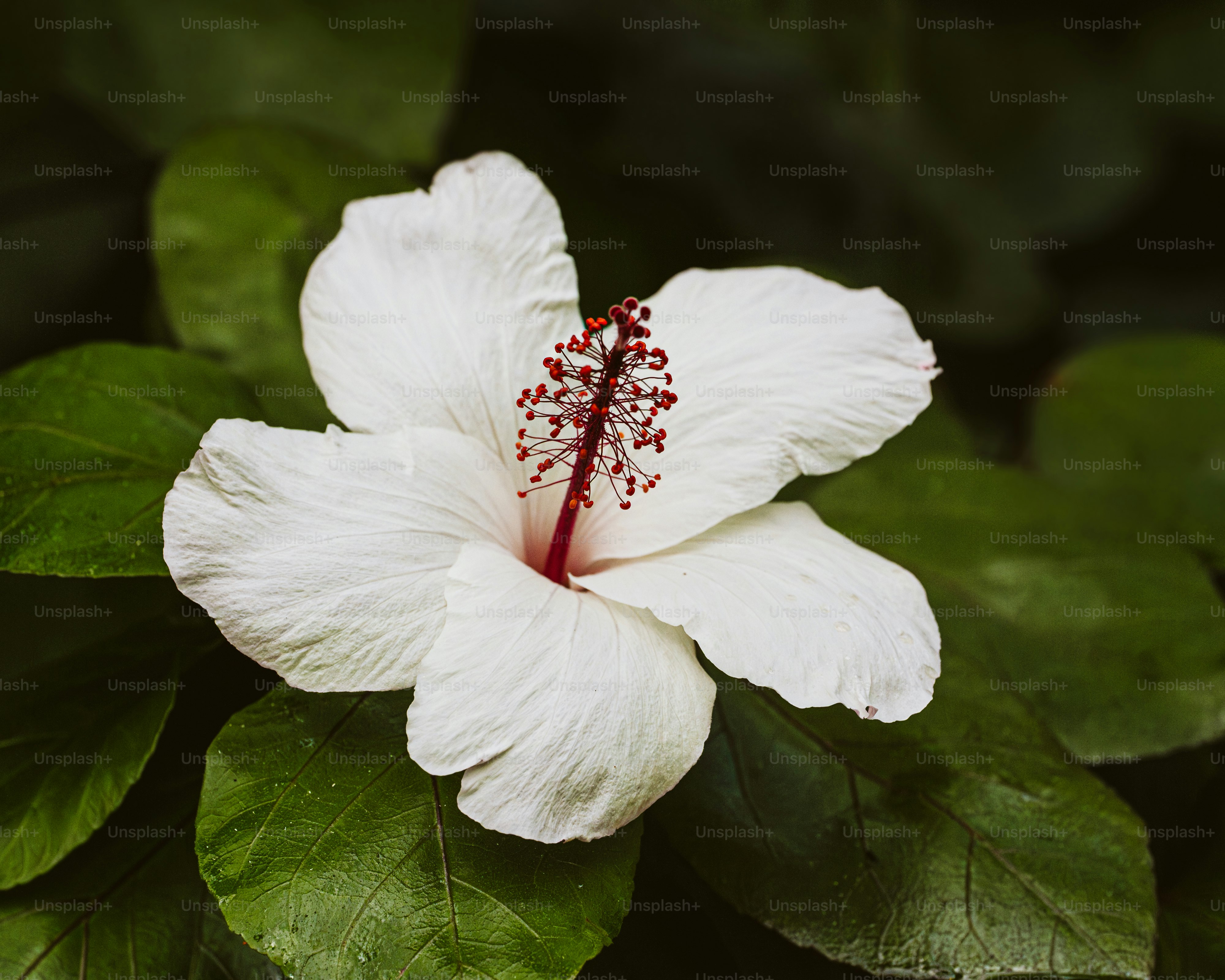 una flor blanca con un estambre rojo