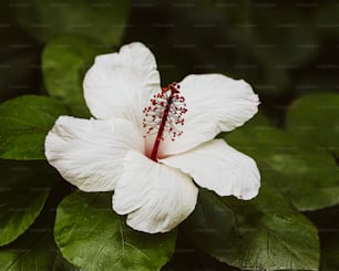 uma flor branca com um estame vermelho sobre ela