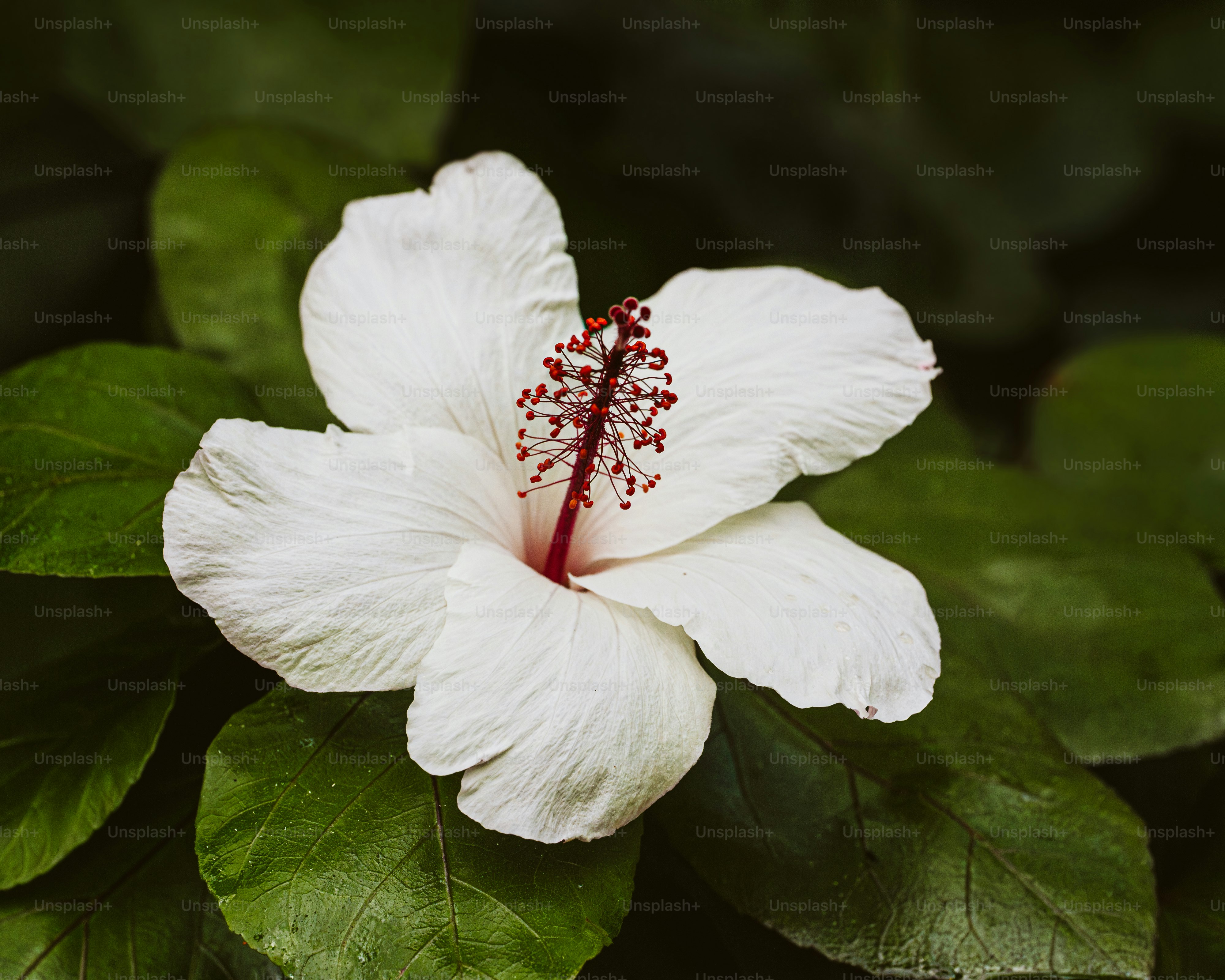 hibiscus flower