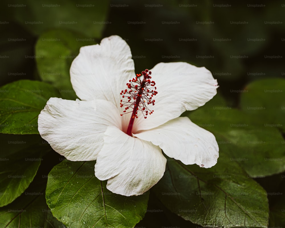 eine weiße Blume mit einem roten Staubgefäß darauf