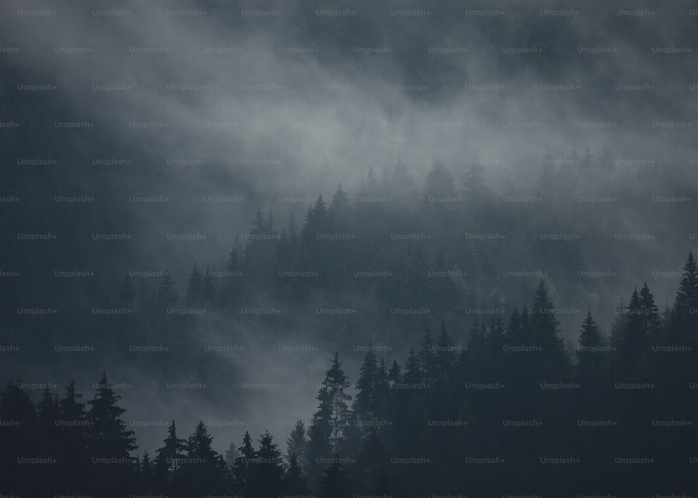 a foggy forest with trees in the foreground