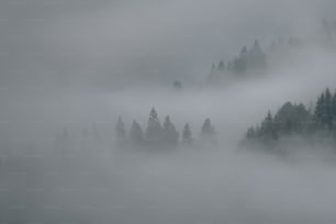 un bosque cubierto de niebla y nubes bajas