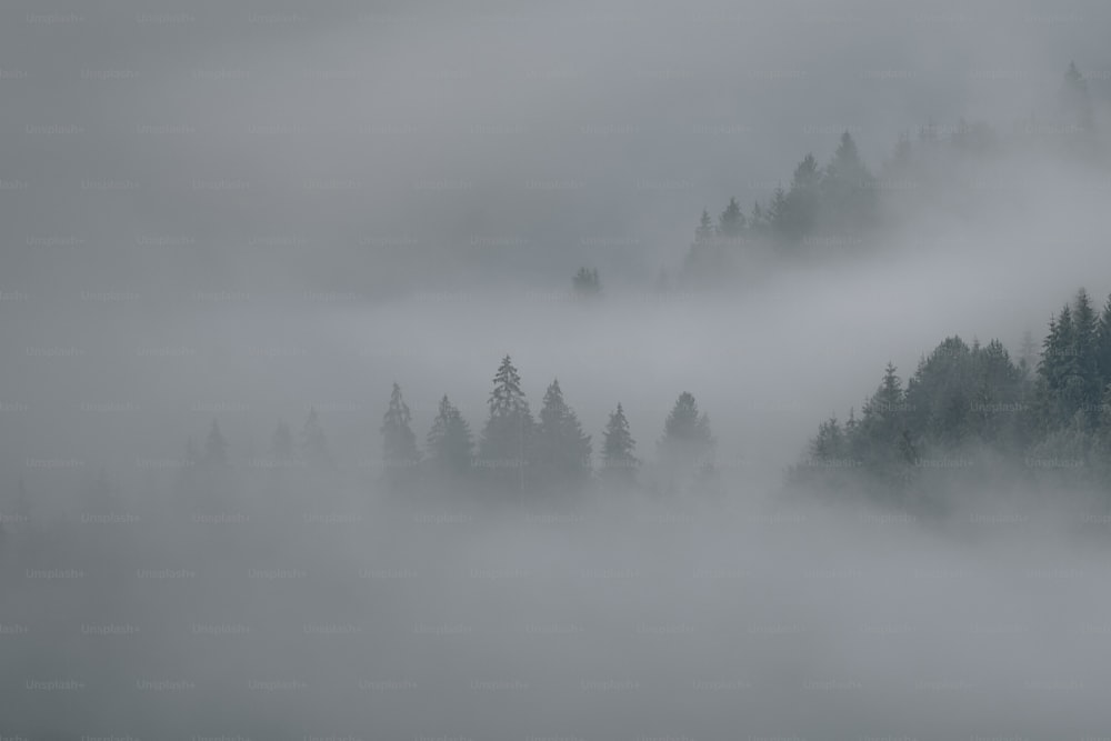 ein Wald mit Nebel und tiefhängenden Wolken
