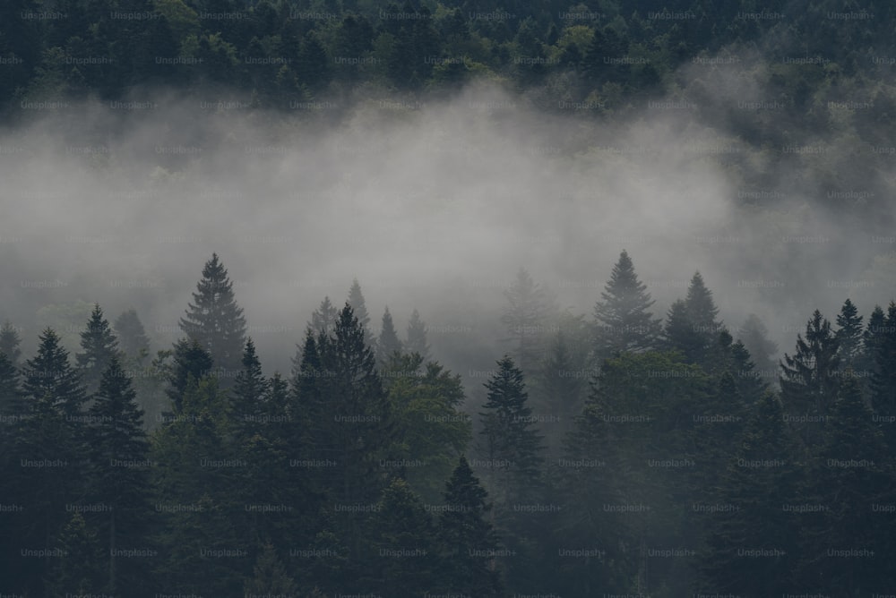 a plane flying over a forest covered in fog