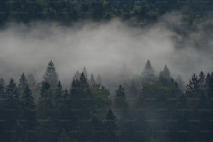 a plane flying over a forest covered in fog