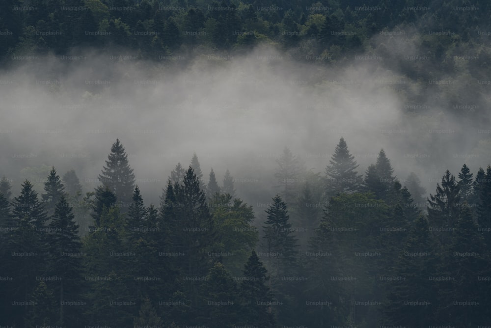 um avião sobrevoando uma floresta coberta de neblina